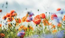 恭喜，一旺到年底，3生肖时来运转，财气一飞冲天，备好麻布袋装大钱