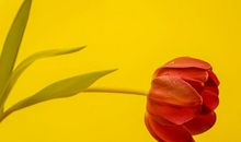 十二生肖中，讲诚信，会赚钱，只讲一夫一妻制的生肖好男人！