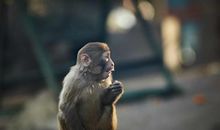 干事刻板油盐不进的生肖女