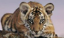 2020前有大财降临，事业大成，腰缠万贯，非富即贵的3大生肖！