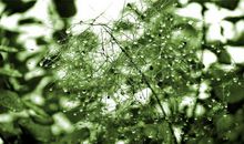 11月苦难消散，喜鹊狂叫，无灾无祸，存款暴涨，咸鱼翻身的星座