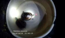 4万多元的金钱龟放门口招风水？下一秒被人无情拿走……