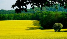 21号喜鹊来敲门，有一笔横财到来，接住富贵过新年的3大生肖