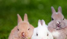 属兔的今年多大 不同年份的兔年龄不同