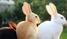 属龙前面是什么生肖 属龙前面是生肖兔