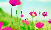 9月起好运傍身，福气旺财运火，事业风生水起，富贵满堂的3生肖