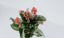 原创 这4个星座任性起来，就没有不敢做的事