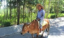 海南十八怪 老太上树比猴快（真怪）(3)