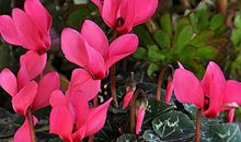 11月大运一到，不富也贵的生肖，生活事业缺啥来啥，越过越顺心