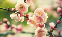 从下周开始运势节节高涨，轻松赚大钱，富贵入宅，存款高涨的生肖