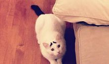 在爱情里，四大血型谁的套路多？