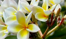 未来半个月财运节节高升，想不发财都难的生肖，大运临头万事祥瑞