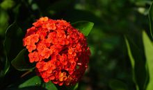 2020年好运连连，事业和感情方面都有好运势，顺心如意的四属相