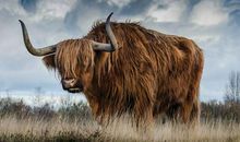 土生肖有哪几个