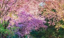 2019年事业发展顺心，钱财伸手就来的生肖，富贵生活享不完