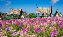 下个礼拜运势极好的属相，事业步步高升，生活桃花朵朵，充满喜悦