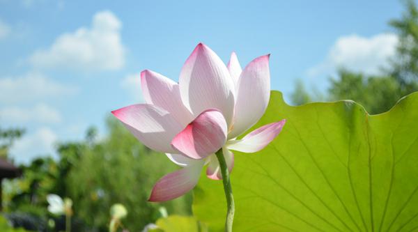 10月下旬，运势上吉，财富数不清，大富大贵不差钱的三属相