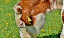 木牛的人运势如何 保守且一生顺利