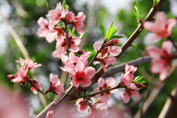 天喜桃花是什么意思 中年人缘好晚年孤独