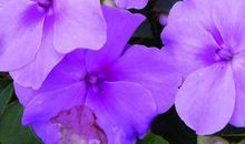 紫气东来，三生肖在8月28号这天身上带点紫，出门就会遇贵人