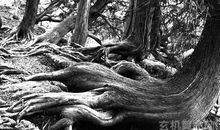 海南十八怪 老太上树比猴快（真怪）(2)