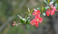 未来两年财运吉星出现，正财和横财运势飙升，四属相生活顺心如意