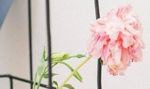 婚后最享福的三大生肖女，大把钞票等着花！