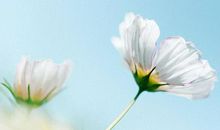 这三大生肖女，一年比一年赚钱，注定能享清福！