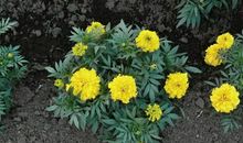 接下来的7天将财喜临门，的三大生肖女，职场上步步高升