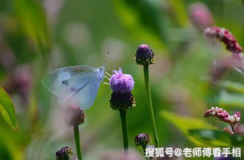 几月出生的孩子，是家庭的福星，旺父旺母，来日可能是可造之材 1