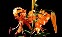 十二生肖：10月将会添财添喜的四个生肖，坏运气清零，好运加满！