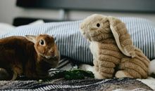 2020年属兔人的全年运势运程 刑太岁运势差