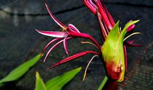 未来三个月运势上吉，横财发、财运火，全是上坡路的四属相