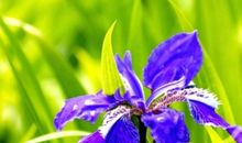 “命中带财”的三大生肖女，性格火爆却很旺夫，备受丈夫喜欢