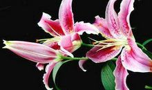 11月开始天降大喜，运势百倍涨，迎来幸福人生的生肖