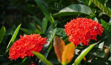 11月吉星助运，财运飘红，钱财装满兜，再也不差钱的四属相