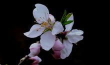 未来两年好运不断来袭，财运一路上涨而不衰，财富袭来的四属相