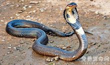 男人梦见蛇不要轻易相信别人，不然可能会被别人出卖