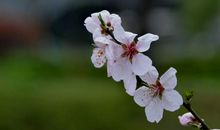 未来半年好运到来，财源滚滚而来，求财都是顺顺利利的四属相