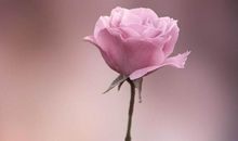 集美貌旺夫于一身的三大生肖女，富有女人味，人见人爱