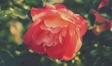 9月一到，幸福环绕，这3大生肖鸿运当头，喜鹊报喜，富贵挡不住