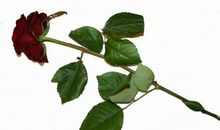 十二生肖中，最近一周熬过大难，人生顺遂，走上巅峰的生肖