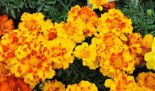 11月，既然不爱，何必纠缠，3星座戳穿谎言，锥心刺痛