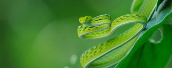 梦见绿色蛇是什么预兆