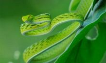 梦见绿色蛇是什么预兆