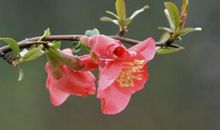 未来半月贵人运大旺，财运，事业运都会随之而来，四属相越来越顺