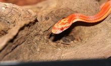 梦见蛇自己很害怕逃跑是什么意思