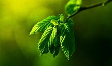 未来三个月运势旺盛，鸿运加身，财神偏爱，向不发达都难的3生肖