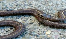 梦见很多黑蛇是什么意思