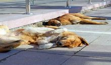 梦见救狗是什么意思